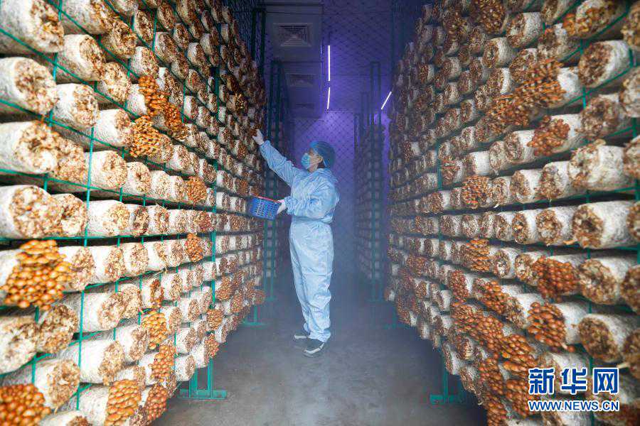 2016新浪诚信移民候选机构：金北方移民